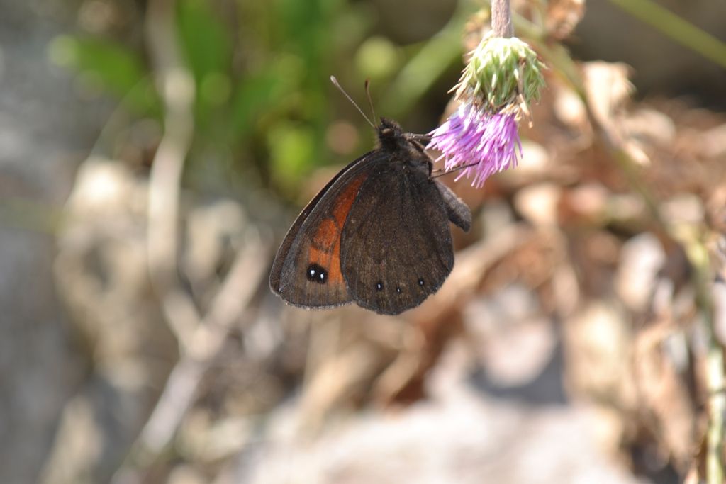 erebia stiria???